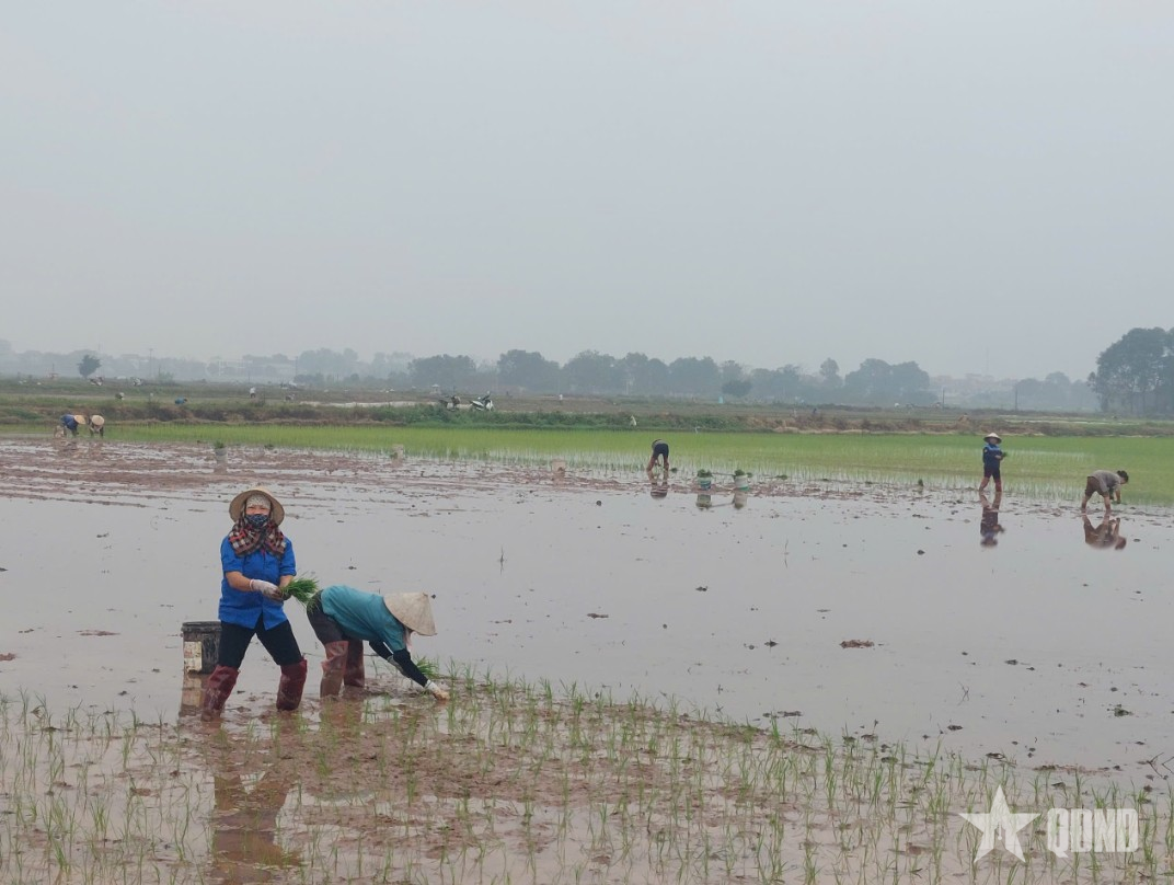 Xuống đồng đầu xuân